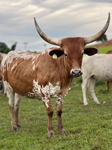 2017 Faith Heifer